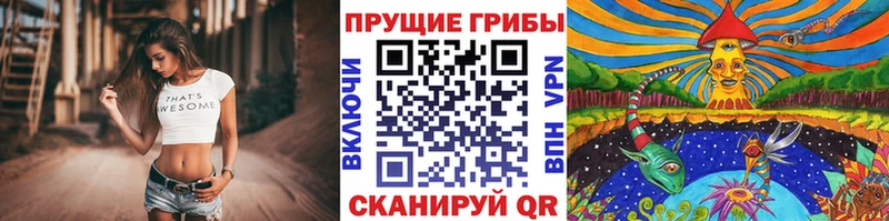 kraken   купить   Заринск  Псилоцибиновые грибы прущие грибы 